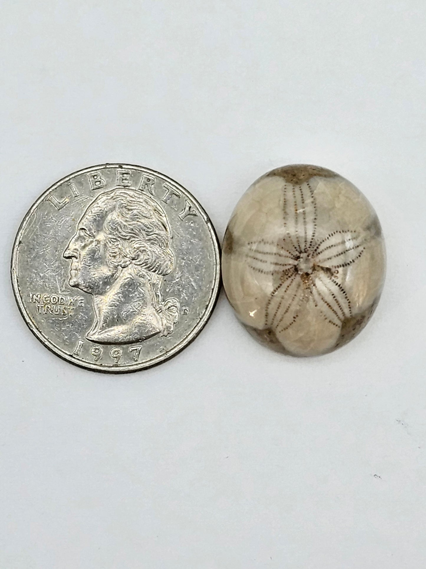 Sand dollar fossil medium