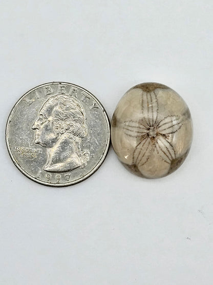 Sand dollar fossil medium