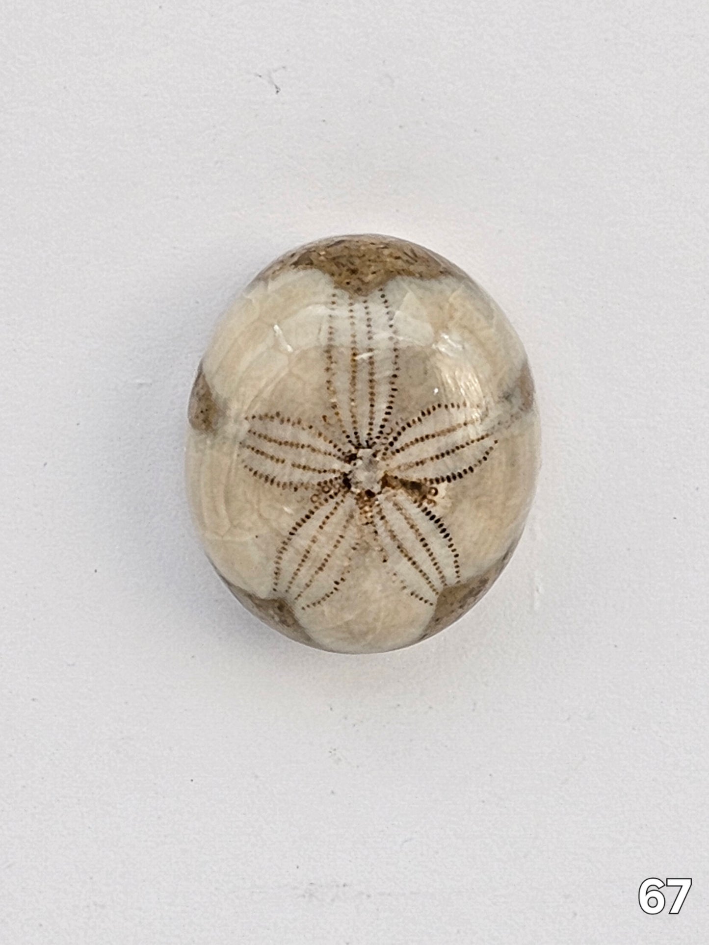 Sand dollar fossil medium