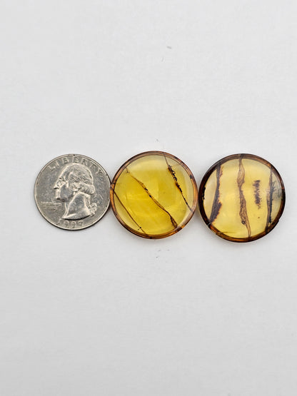 Amber authentic cabochon pair large