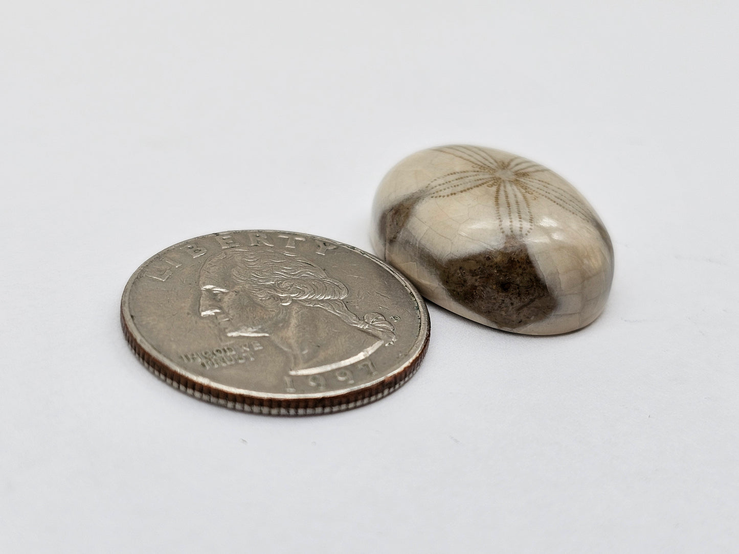 Sand dollar fossil medium
