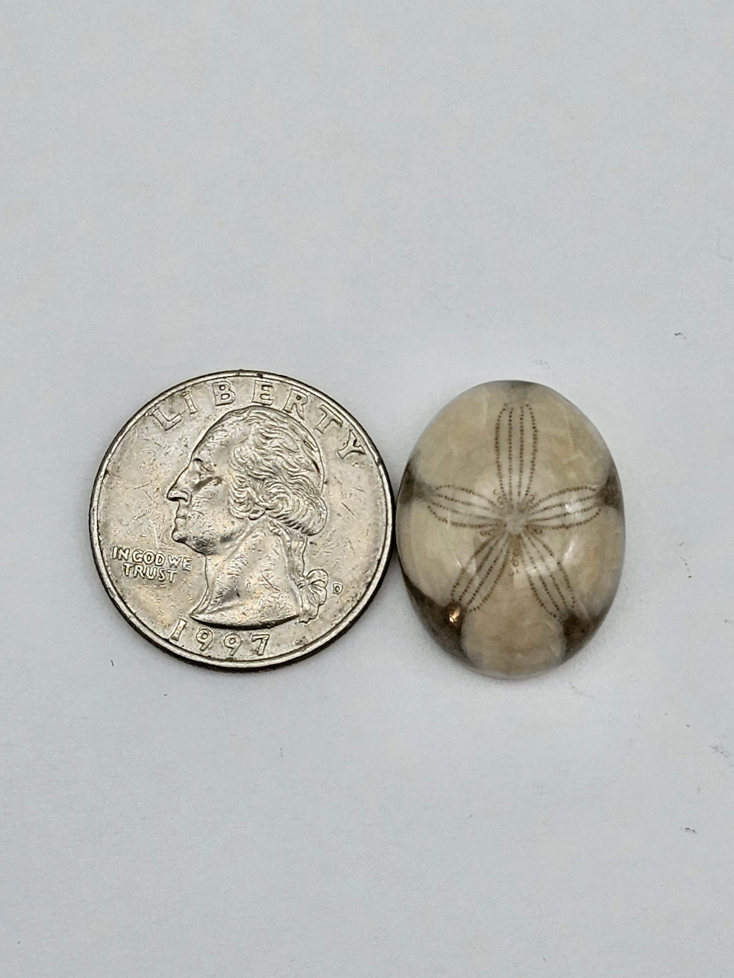 Sand dollar fossil medium