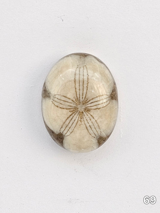 Sand dollar fossil medium