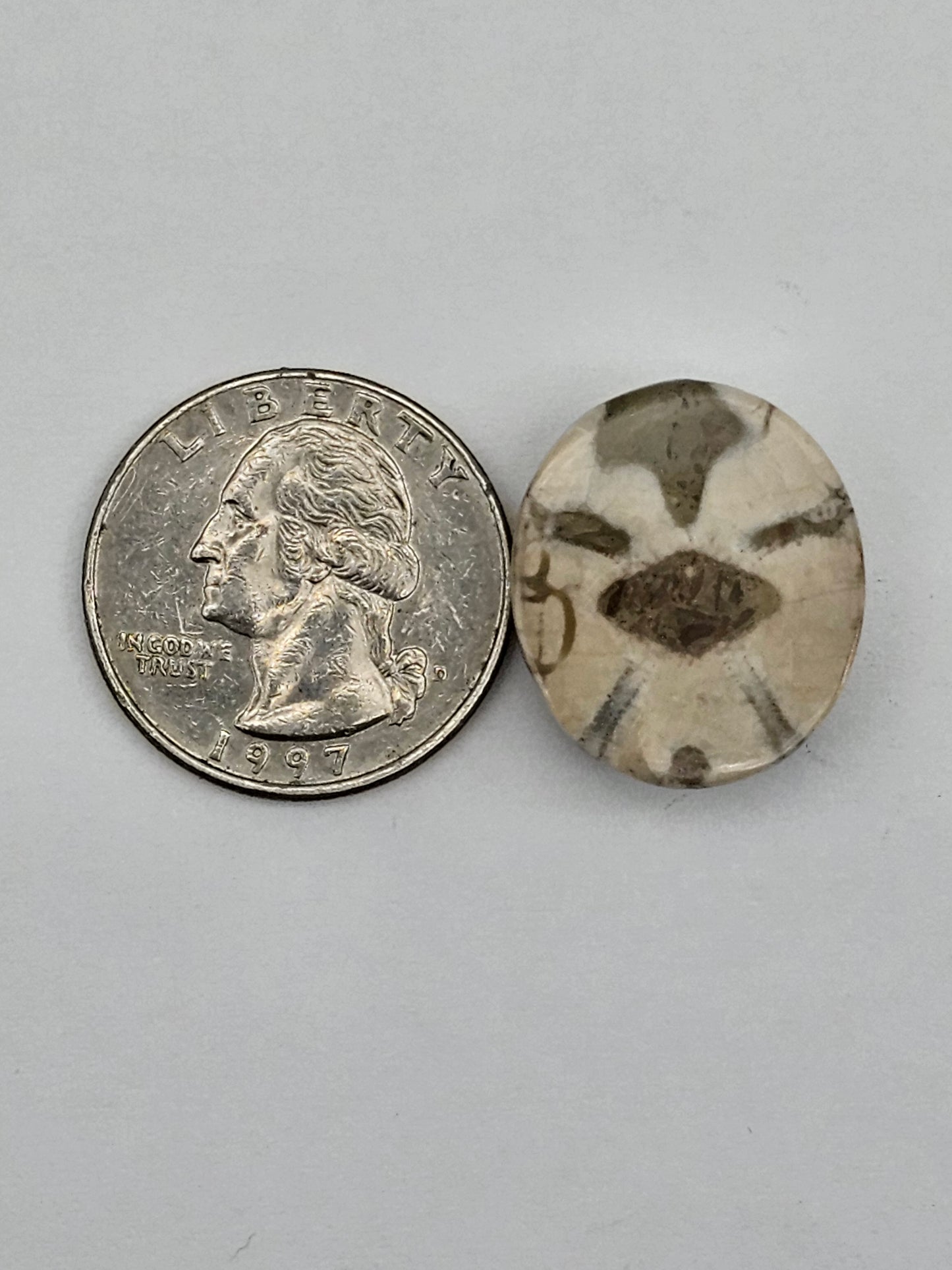 Sand dollar fossil medium