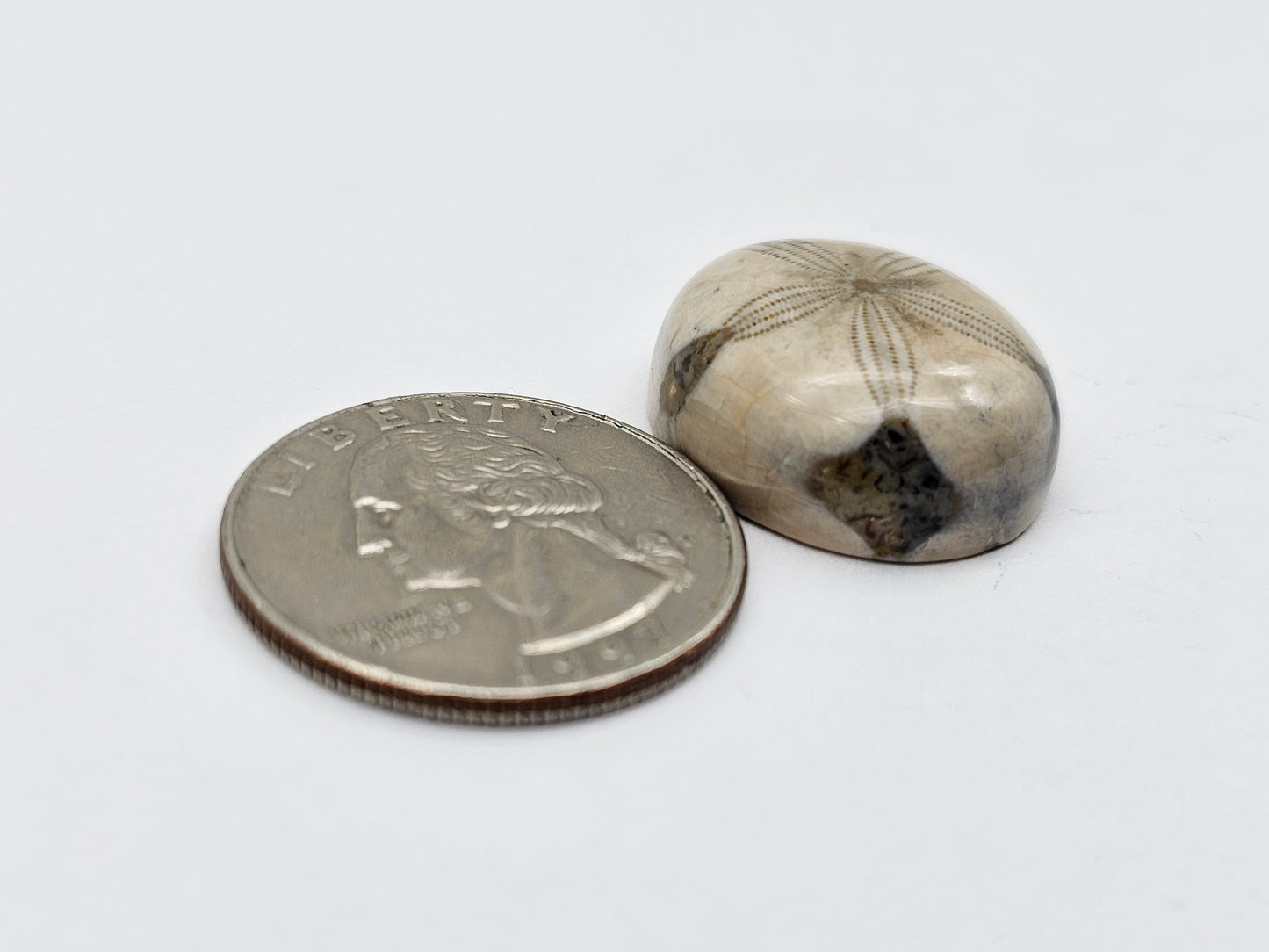 Sand dollar fossil medium