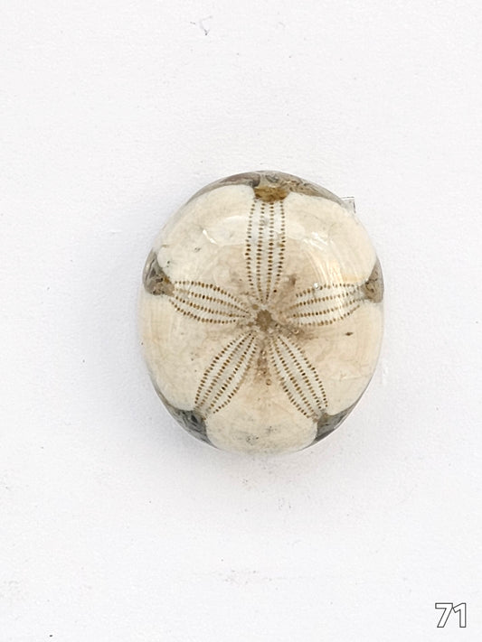 Sand dollar fossil medium