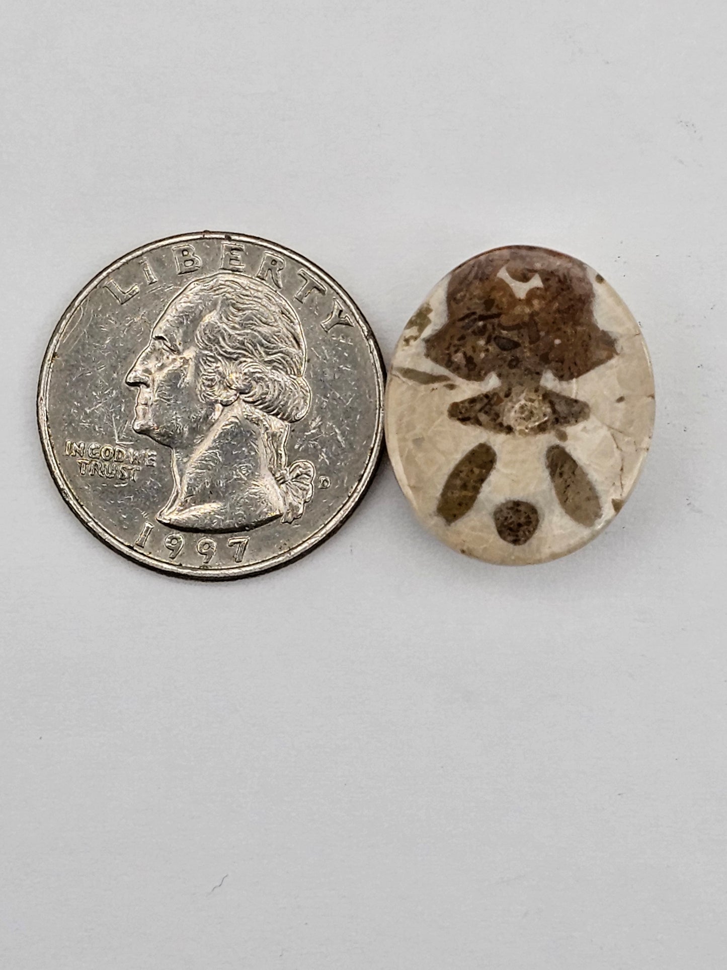 Sand dollar fossil medium