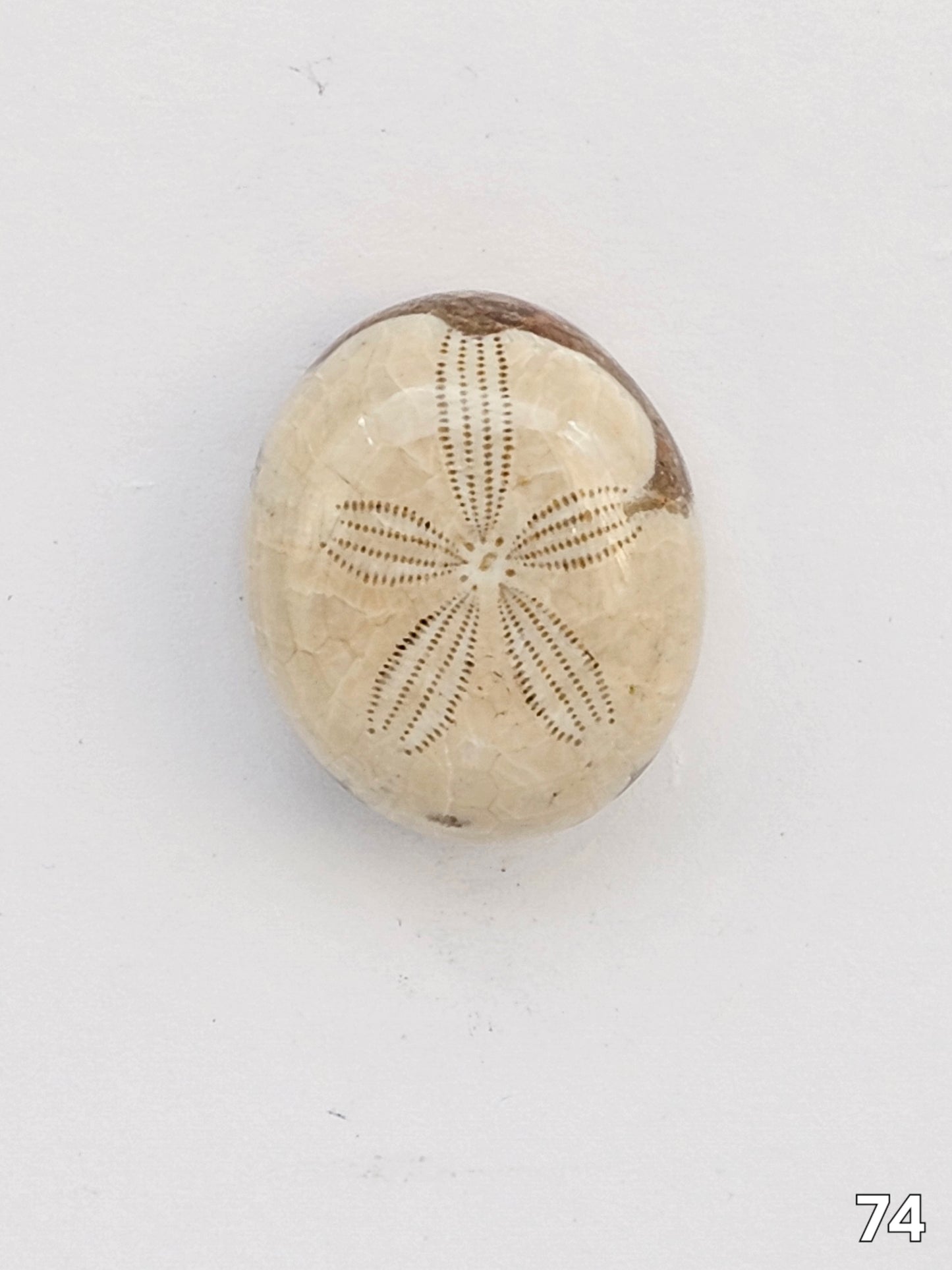Sand dollar fossil medium