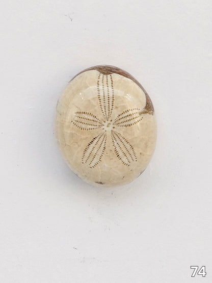 Sand dollar fossil medium