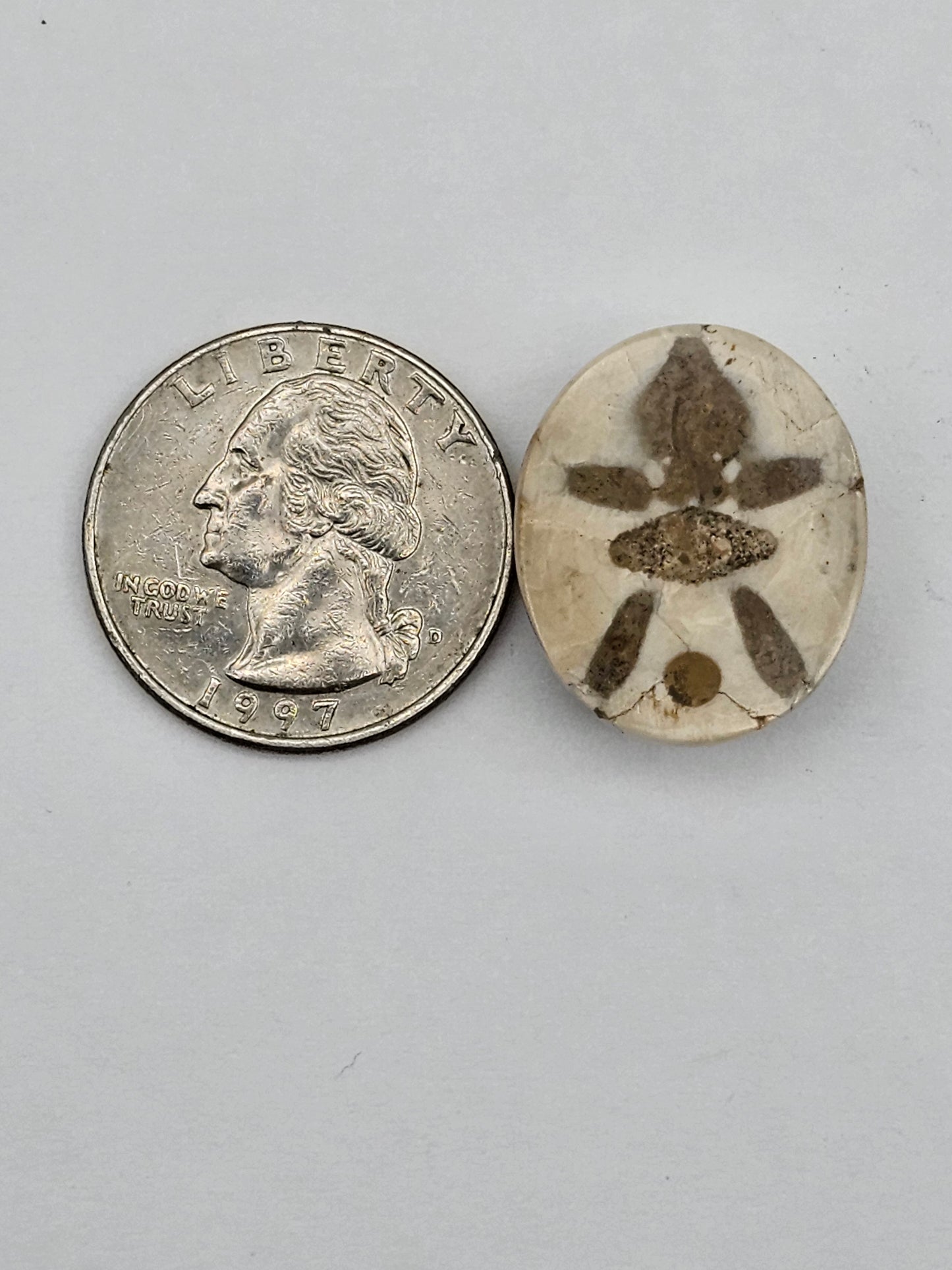 Sand dollar fossil medium