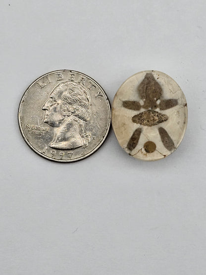 Sand dollar fossil medium