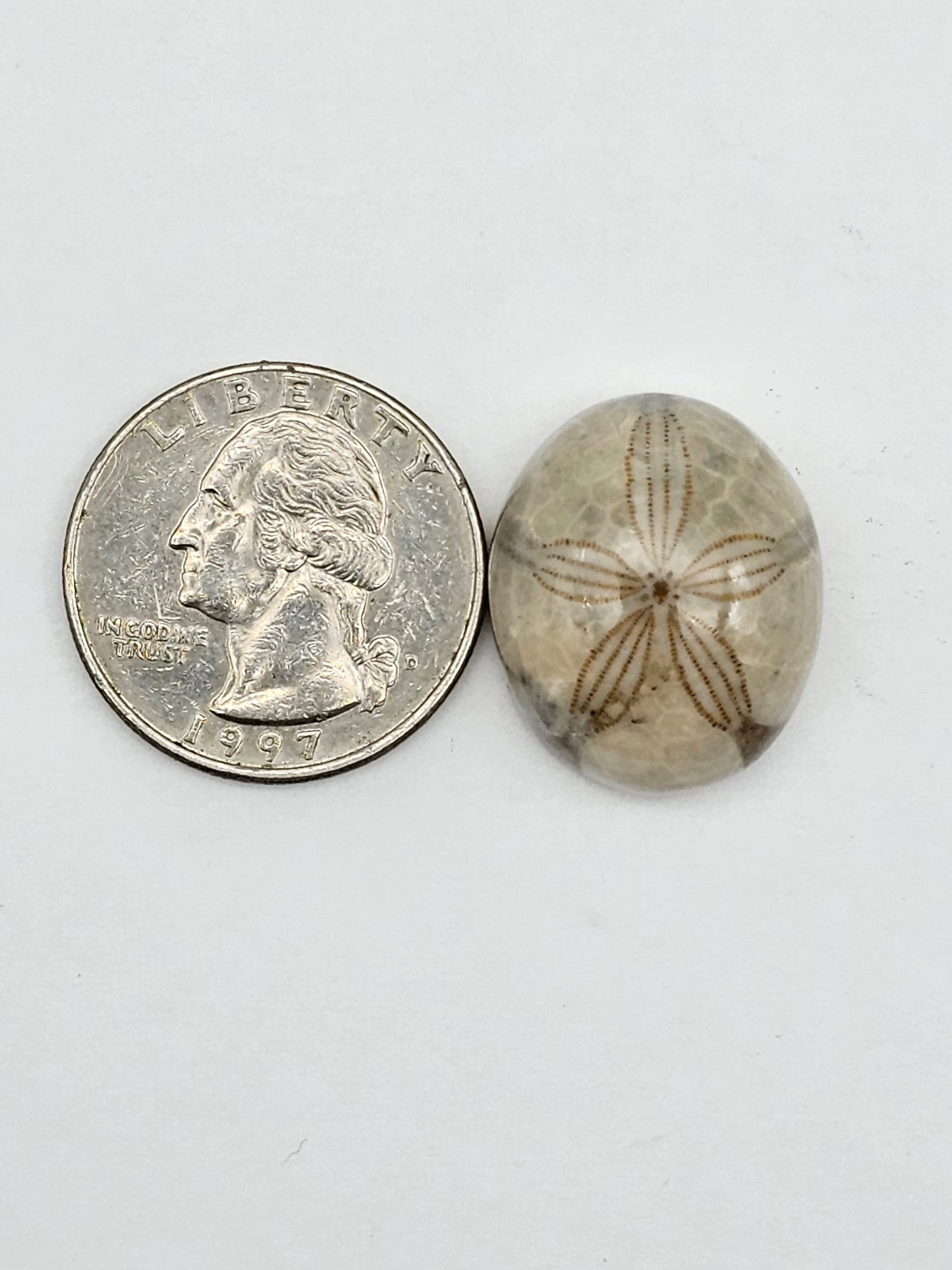 Sand dollar fossil medium