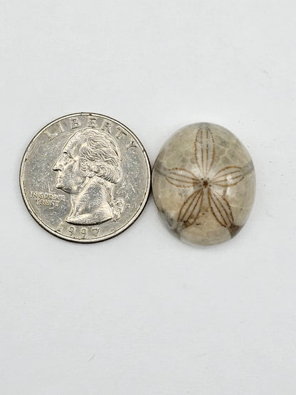 Sand dollar fossil medium