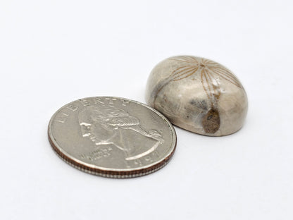 Sand dollar fossil medium