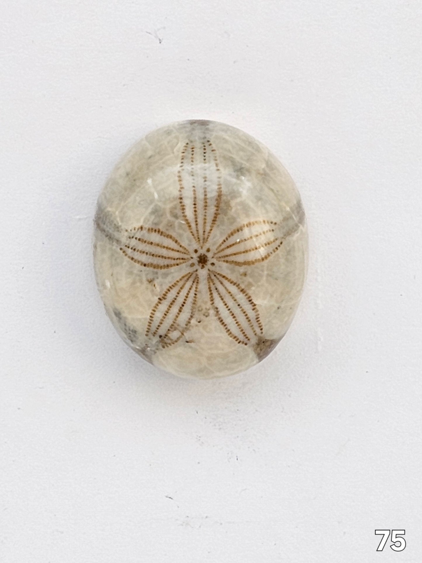 Sand dollar fossil medium