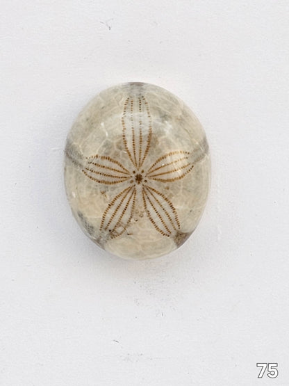 Sand dollar fossil medium