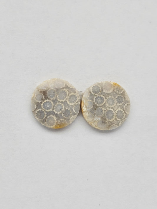 Fossilized Coral pair