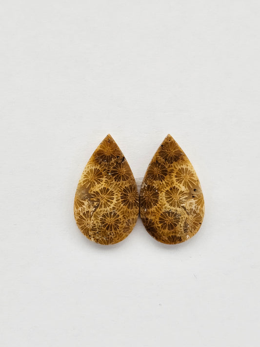 Fossilized Coral pair