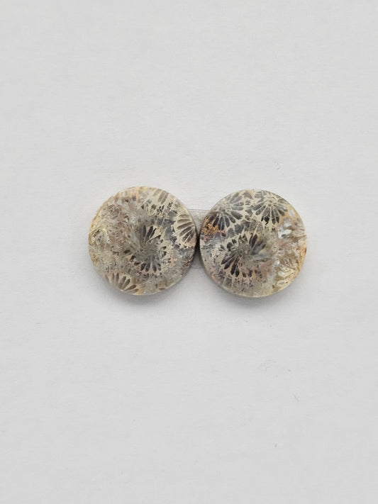 Fossilized Coral pair