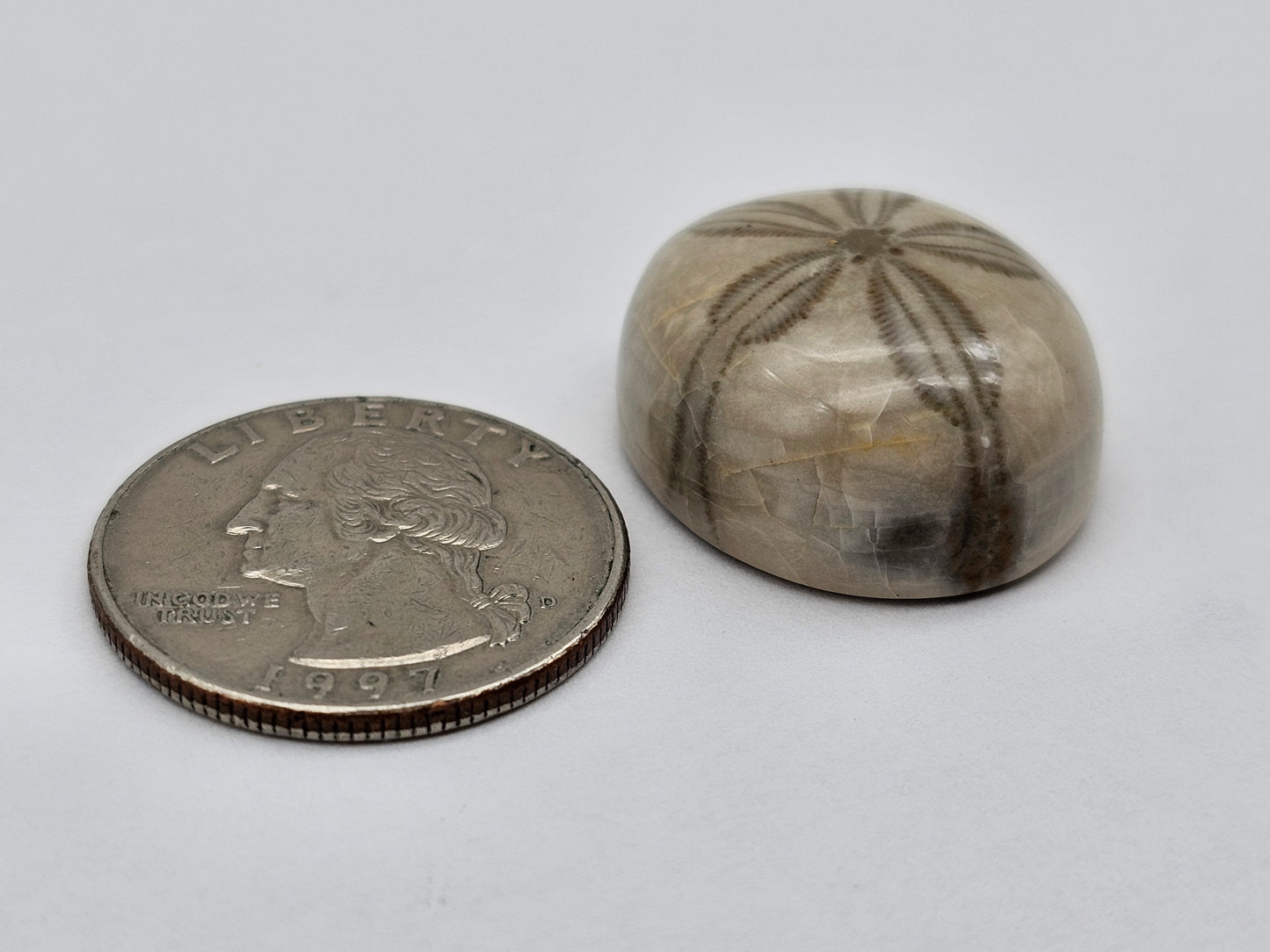 Sand Dollar fossil large