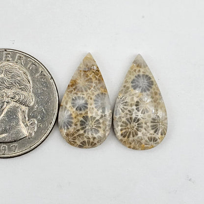 Fossilized Coral pair
