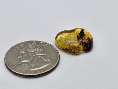 Amber authentic cabochon large