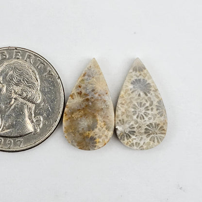 Fossilized Coral pair