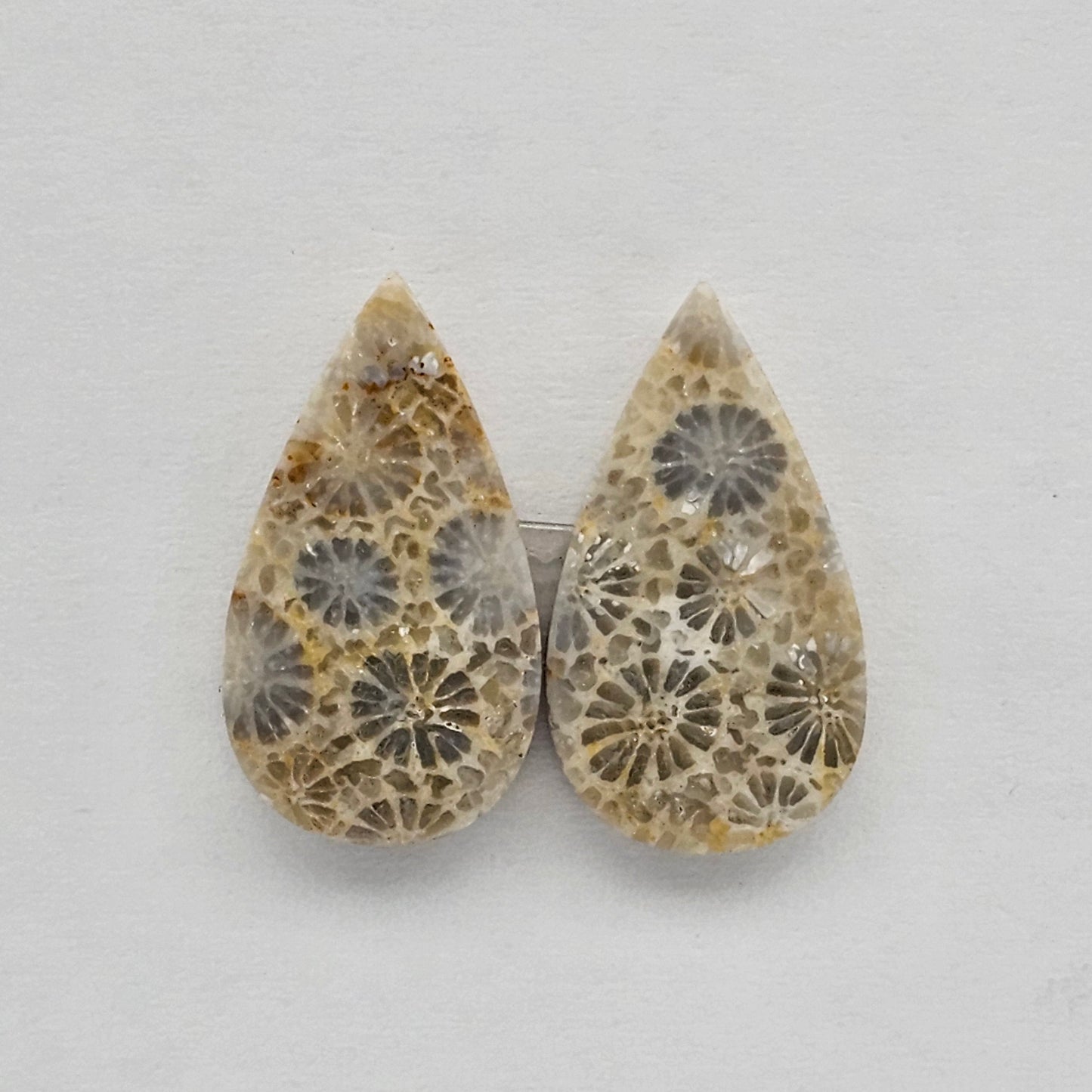 Fossilized Coral pair