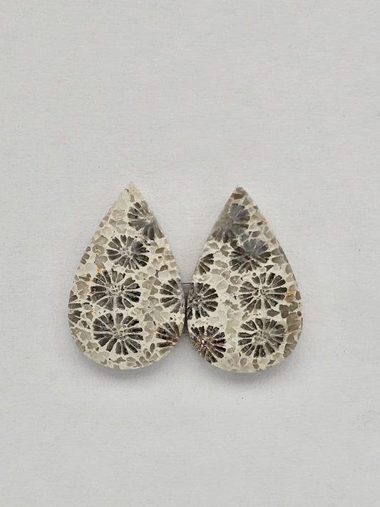 Fossilized Coral pair