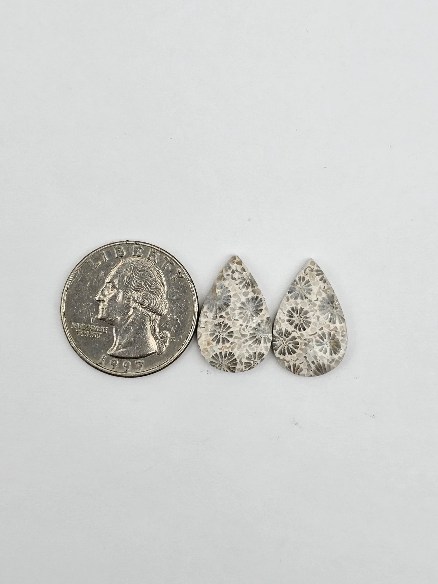Fossilized Coral pair