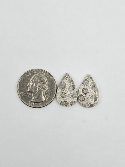Fossilized Coral pair