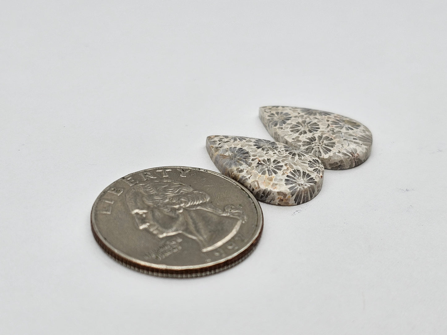 Fossilized Coral pair