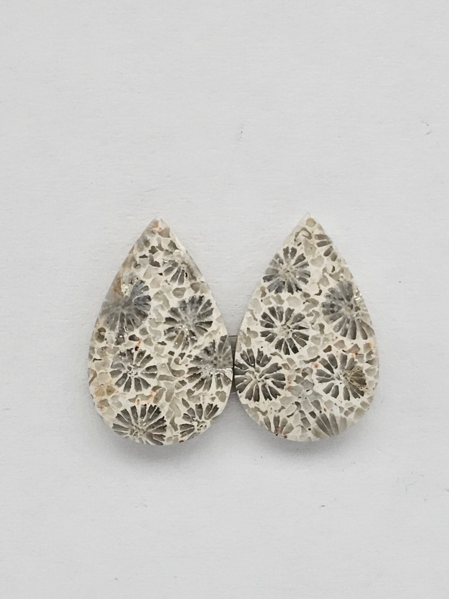Fossilized Coral pair