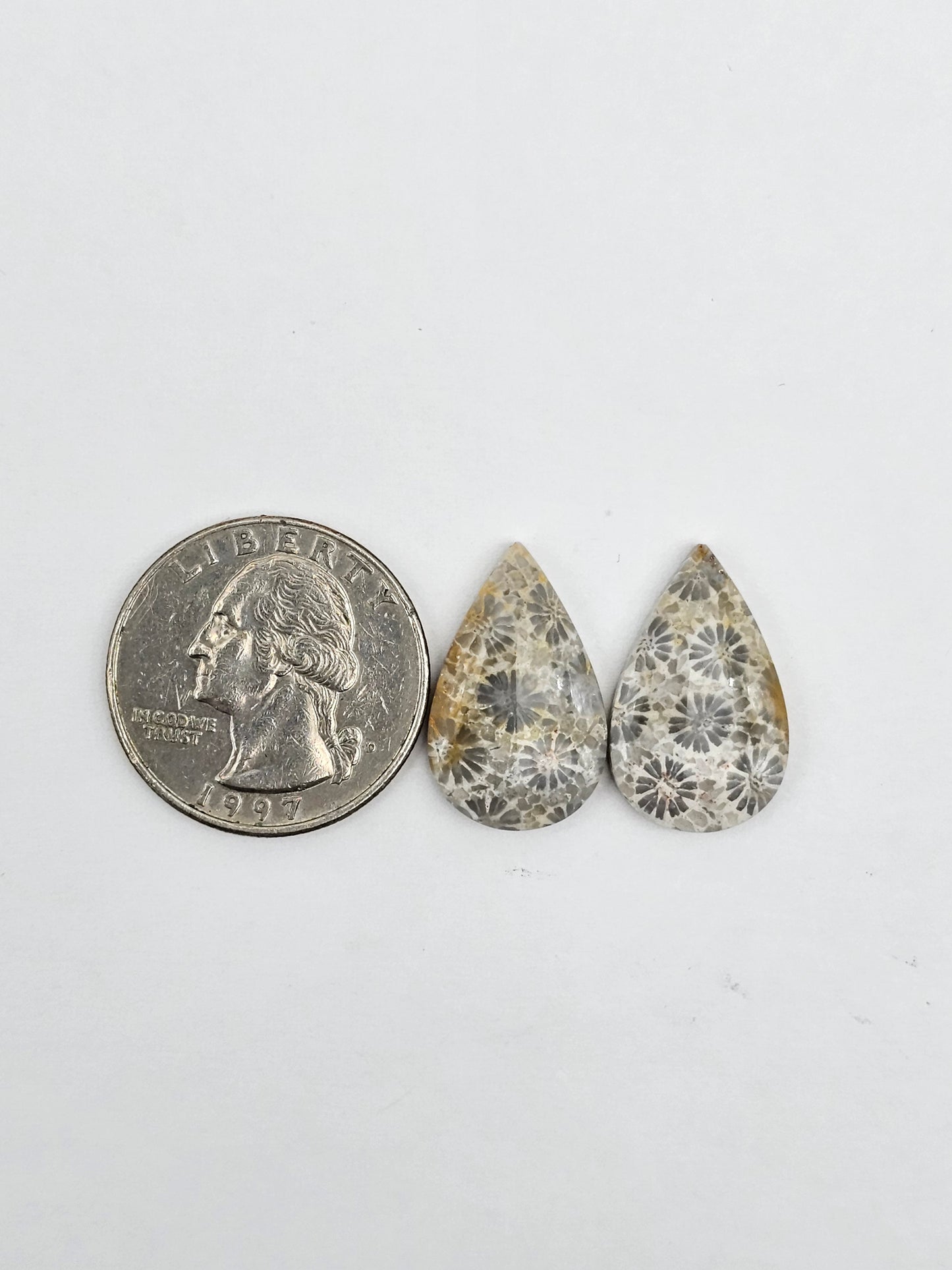 Fossilized Coral pair