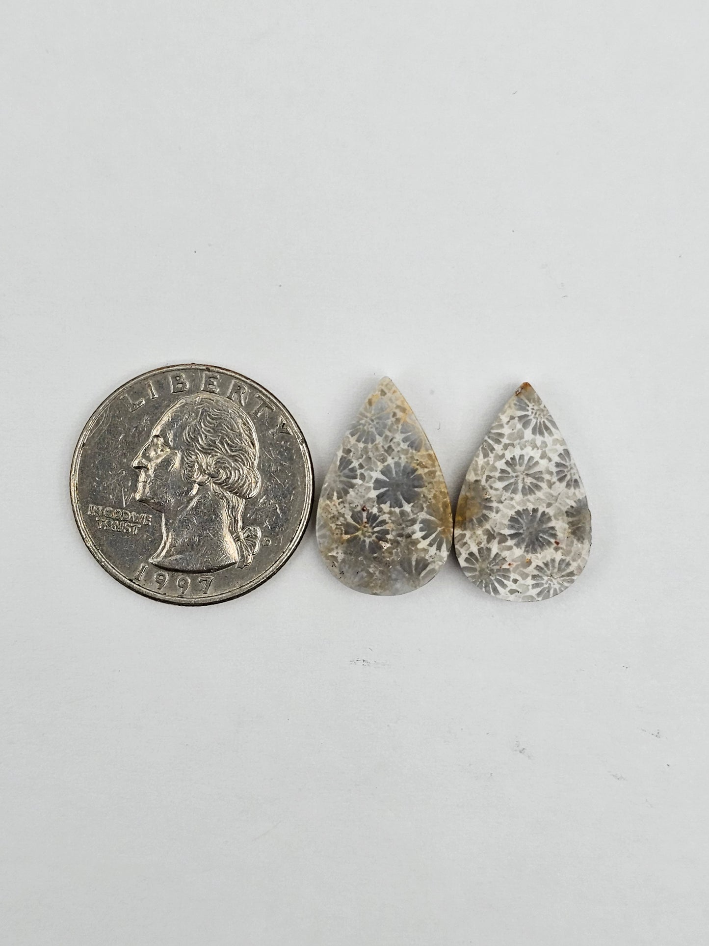 Fossilized Coral pair