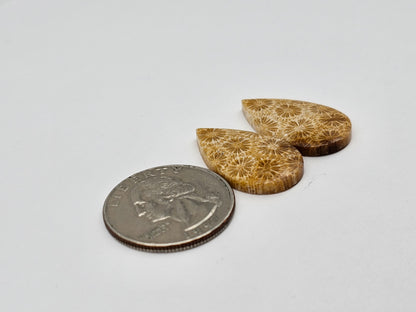 Fossilized Coral pair