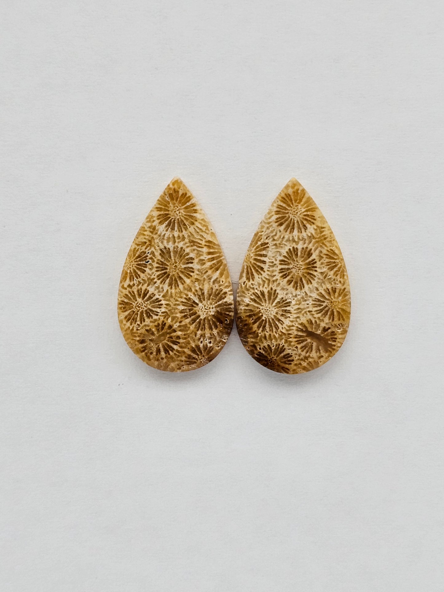 Fossilized Coral pair