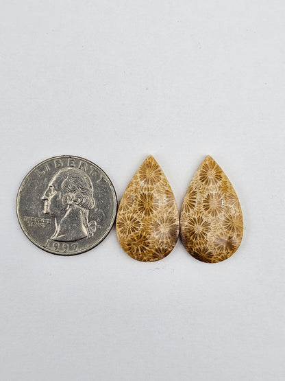 Fossilized Coral pair