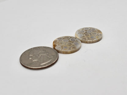 Fossilized Coral pair