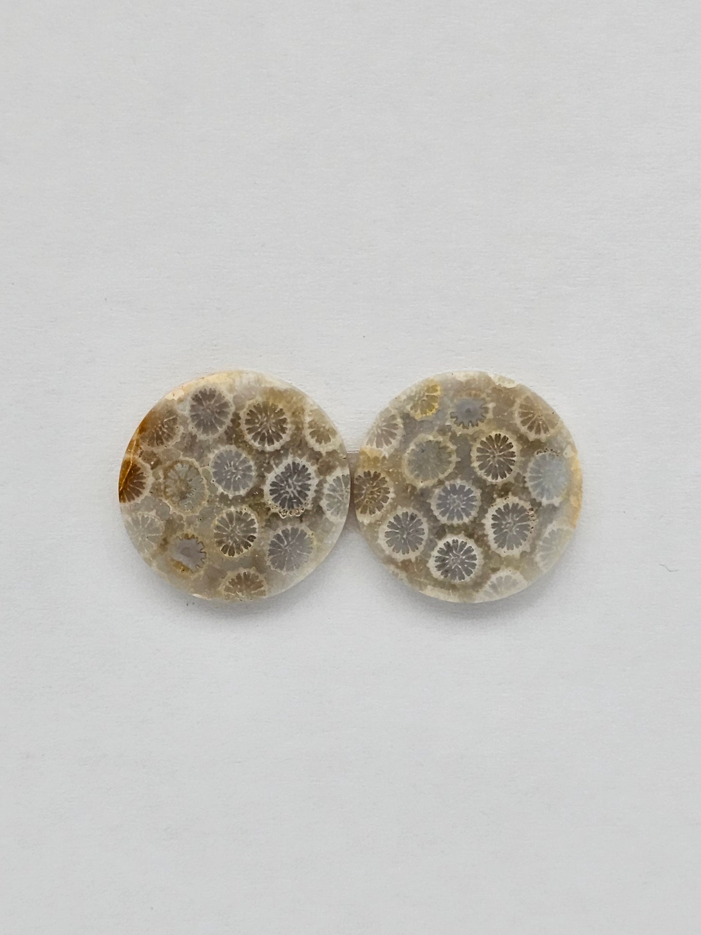 Fossilized Coral pair