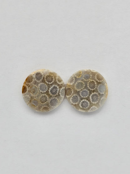 Fossilized Coral pair
