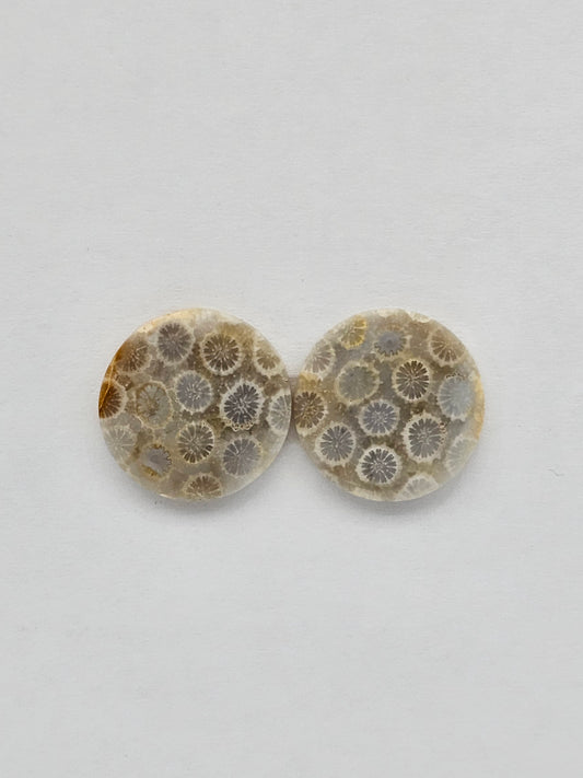 Fossilized Coral pair