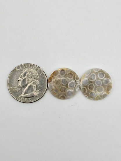 Fossilized Coral pair