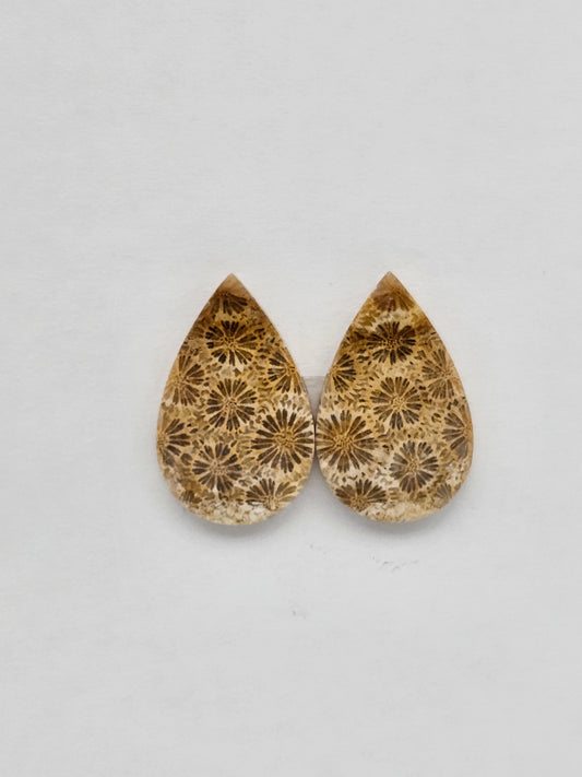 Fossilized Coral pair