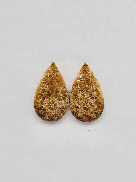 Fossilized Coral pair
