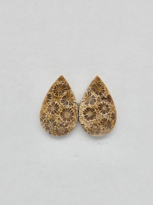 Fossilized Coral pair