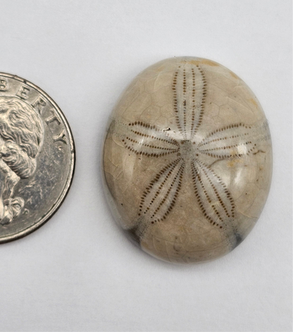 Sand Dollar fossil large