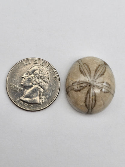 Sand Dollar fossil large