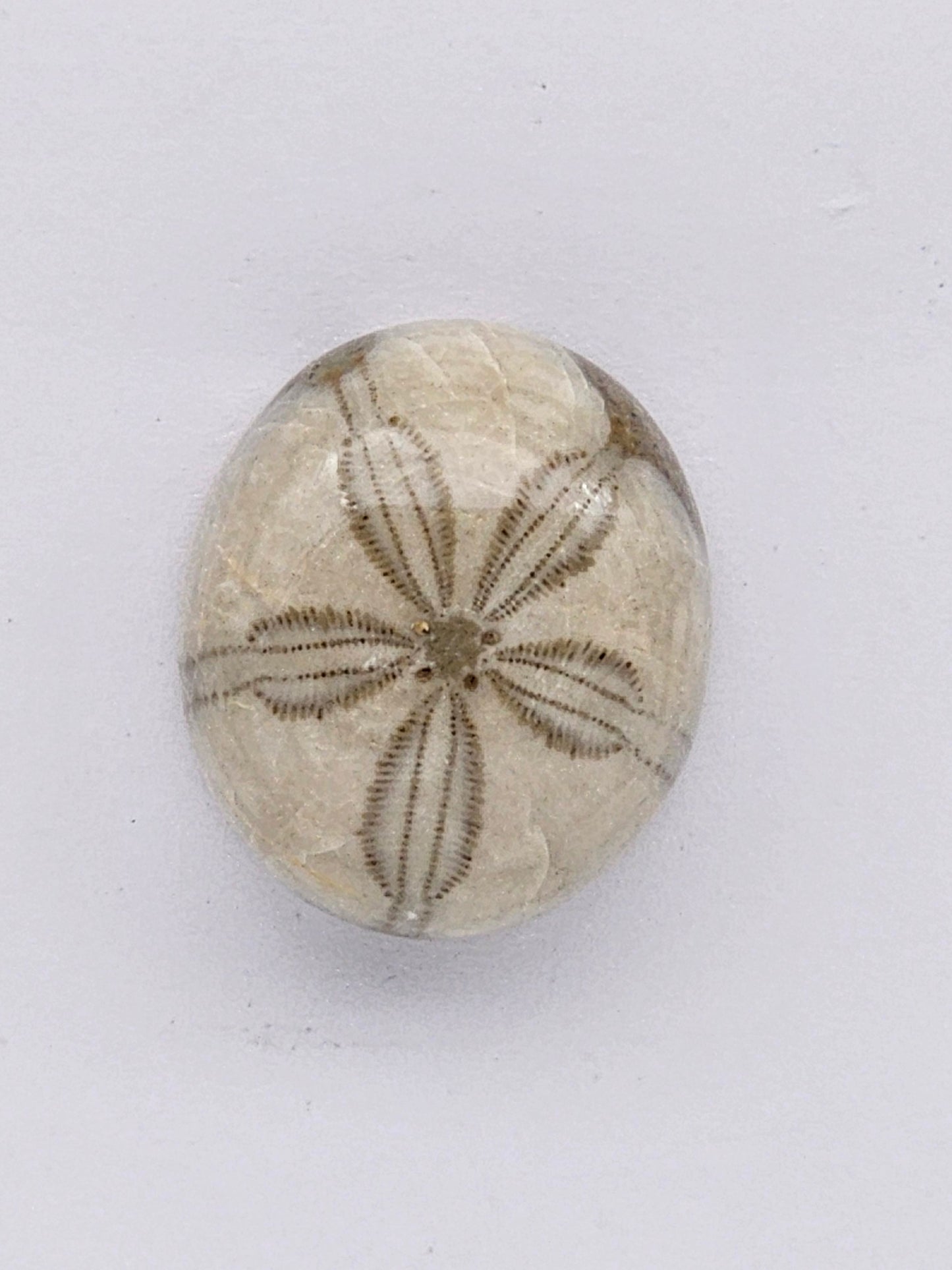 Sand Dollar fossil large