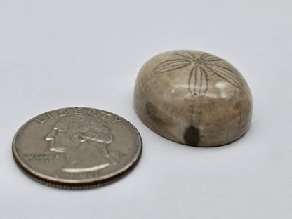 Sand Dollar fossil large